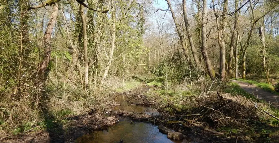 uppercop_01 The small Upper Coppice mill dam is silted and overgrown, with a stream flowing through. Photo: Sue Shaw April 2015.