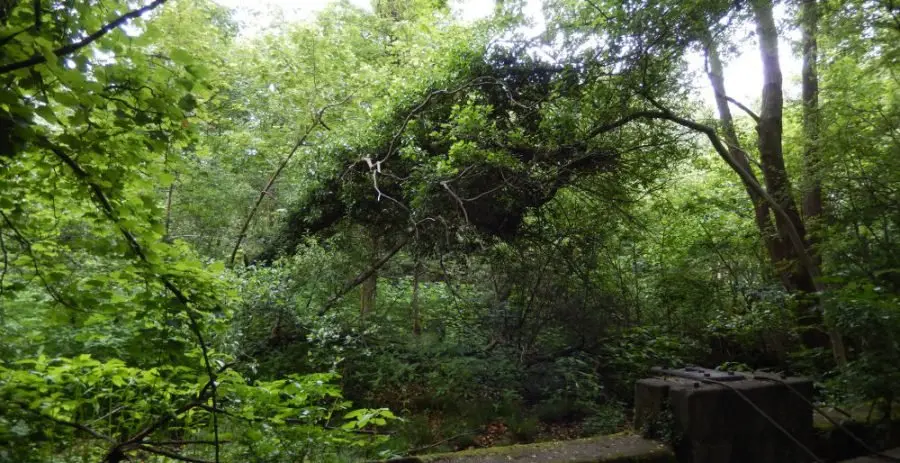 Mousehole overflow sluice with wooded mill dam behind. The mill dam has become well-colonised by trees such as Ash, Alder, Elder, Sycamore, Holly, Hawthorn, Elm and Willow. [Photo: Sue Shaw, June 2015]