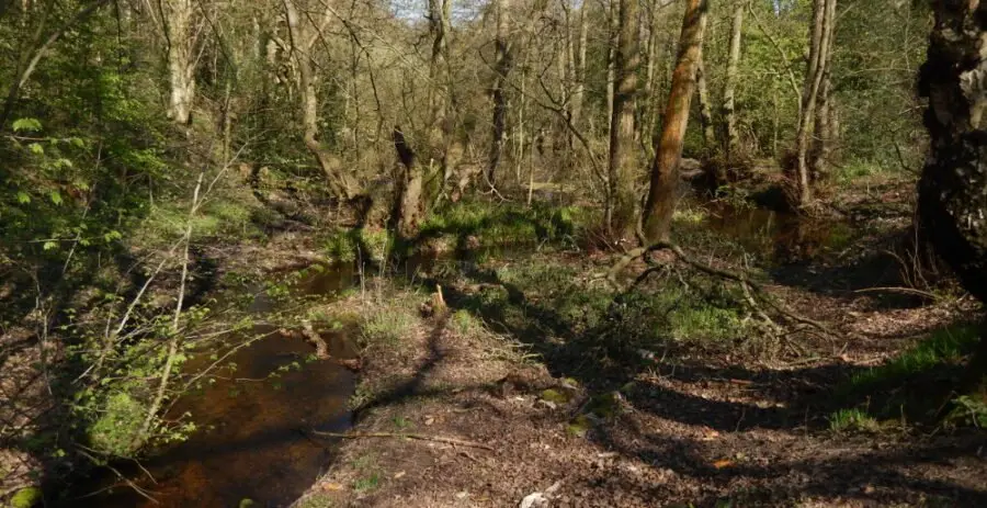 Head of Swallow mill dam – trees grow within the dam, which is now heavily silted and shaded. Photo: Sue Shaw, April 2015.