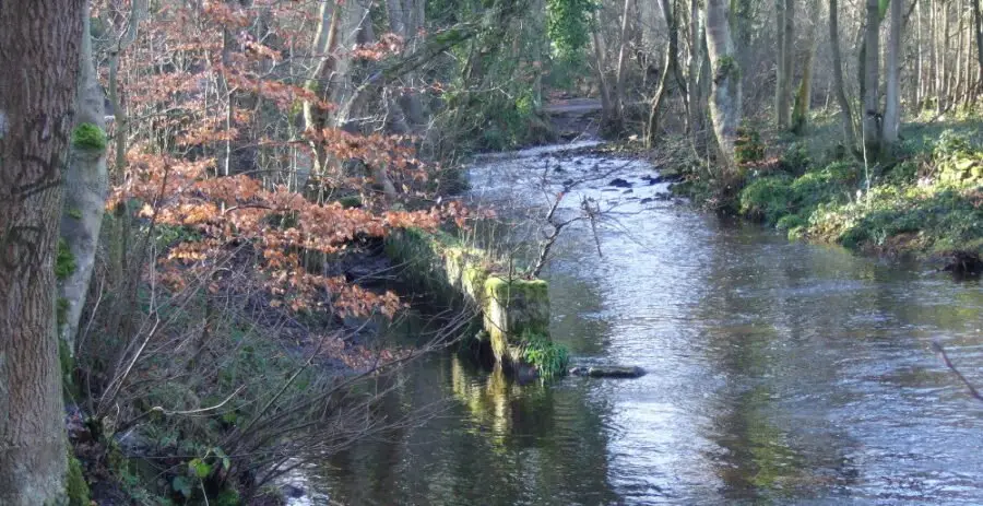 The Holme Head tail goit runs into the river just upstream of the Roscoe stepping stones, initially separated from the river by edge-set stone slabs. Photo: Roger Kite.