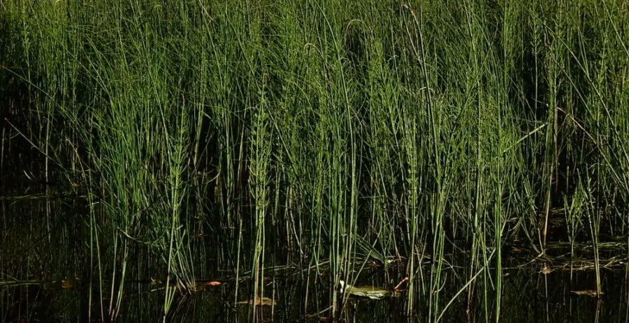 Horsetails growing in Hind Wheel mill dam. Photo: Sue Shaw, August 2015