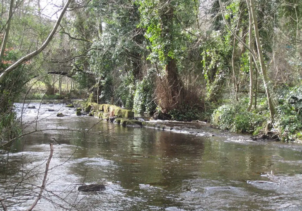 The end of the tail goit at Hollins Bridge Mill runs into the river downstream of Hollins Bridge. Photo: Sue Shaw, March 2015.