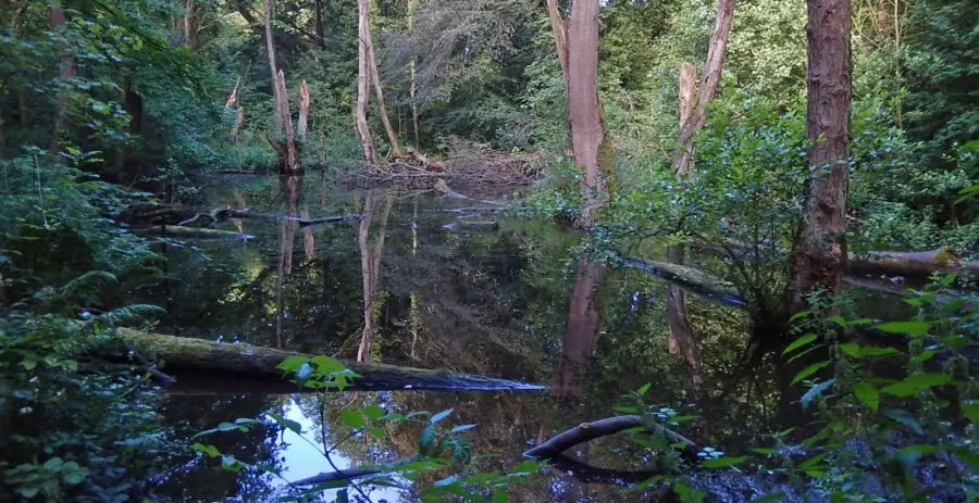 2Copp dam_16-08-01_08_31+E The mill dam at Second Coppice. Photo: Sue Shaw, August, 2016.