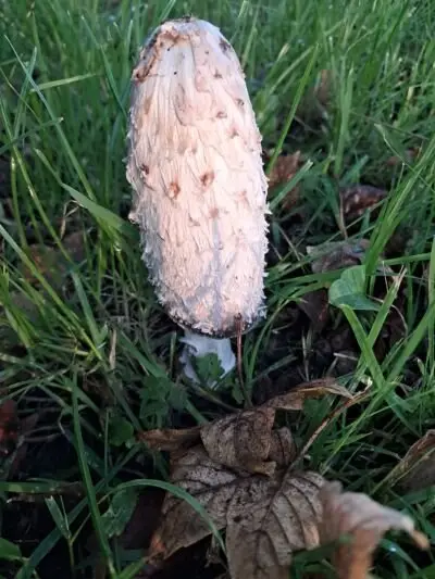 Image for the Tweet beginning: Some shaggy ink caps from