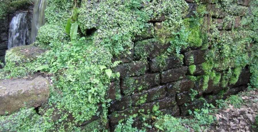 uppercut_nat_02 Wall with Great Scented Liverwort.