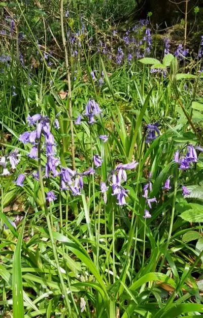 Image for the Tweet beginning: More spring flowers from the