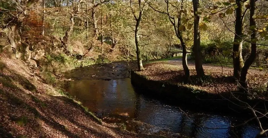 riv_spooners_nat_01 Autumnal colour on the bend in the river upstream of the children’s play area. The tunnel containing the former Spooners head goit runs through the bank on the left (see details in What's there now section). Photo: Sue Shaw, November 2015.