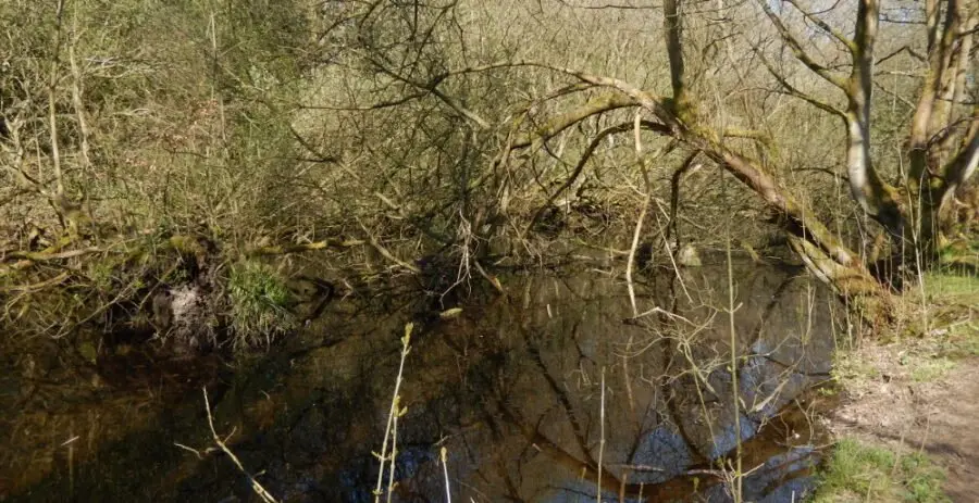 The Swallow mill dam in early spring. Photo: Sue Shaw, April 2015.