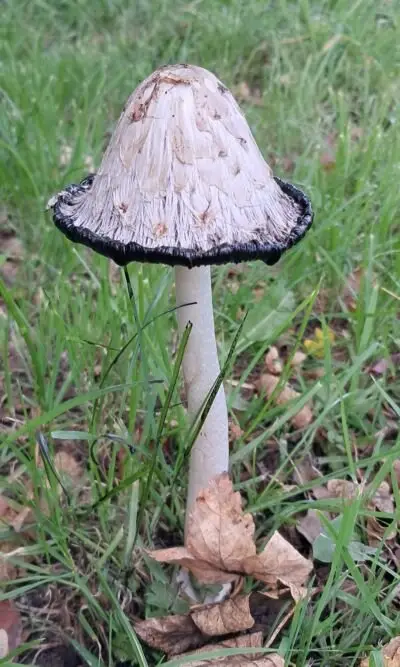 Image for the Tweet beginning: Some shaggy ink caps from