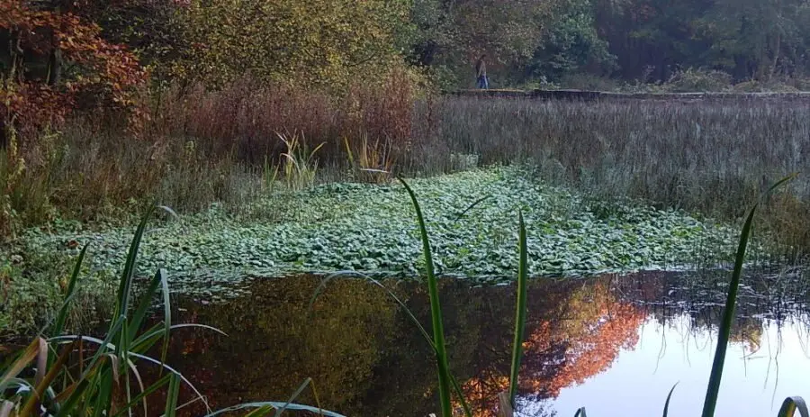 Floating pennywort in Hind Wheel mill dam. Photo: Sue Shaw, November 2015.