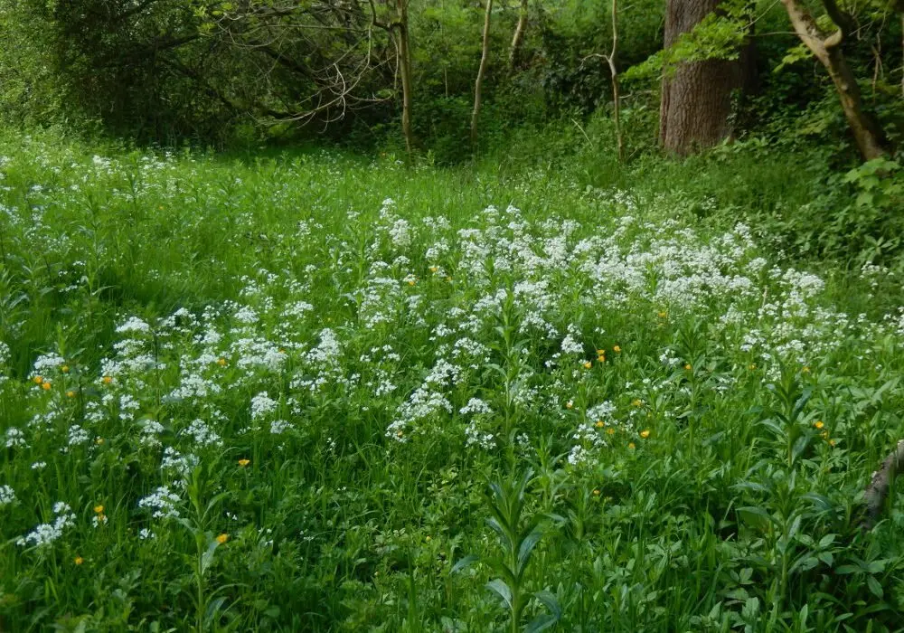 The white flower spikes of Bittercress help to show a broad band of wetland vegetation on the north bank of the river that marks the former extent of the mill dam at Hollins Bridge Mill. Photo: Sue Shaw, May 2015.