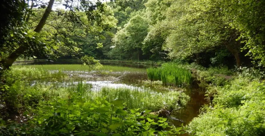 View of Hind Wheel mill dam taken from near the weir. Photo: Sue Shaw, May 2015.