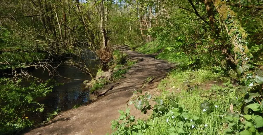 plonk_01 The former Plonk Wheel mill dam is situated on the bank to the right, above the Rivelin trail path – it is easy to miss! Photo: Sue Shaw, May 2016.