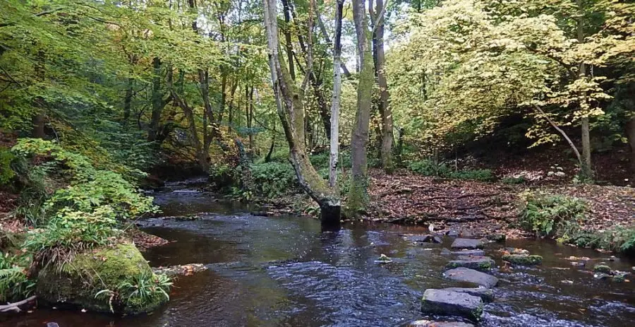 seccop_what_04 Stepping stones cross the river between Second Coppice Wheel and Third Coppice weir. Photo: Sue Shaw, October 2015.