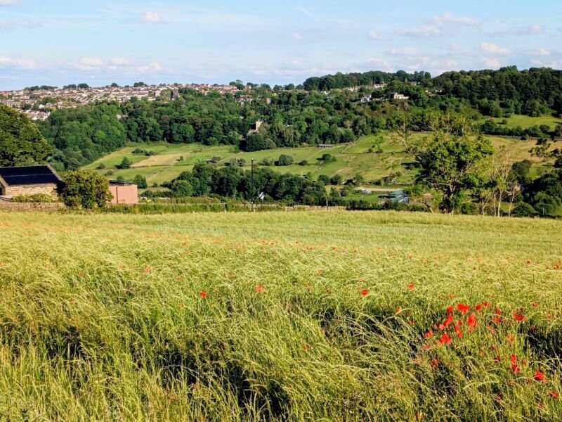 Image for the Tweet beginning: Lovely poppies in the fields