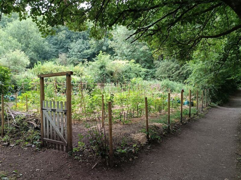 Image for the Tweet beginning: This lovely allotment has appeared