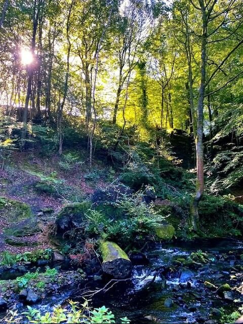 Image for the Tweet beginning: Rivelin view by the river